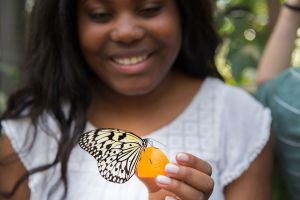 Schüler füttert Schmetterling