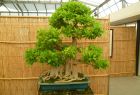 Bonsai